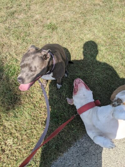 N. Owen Davies Park - Racine, WI