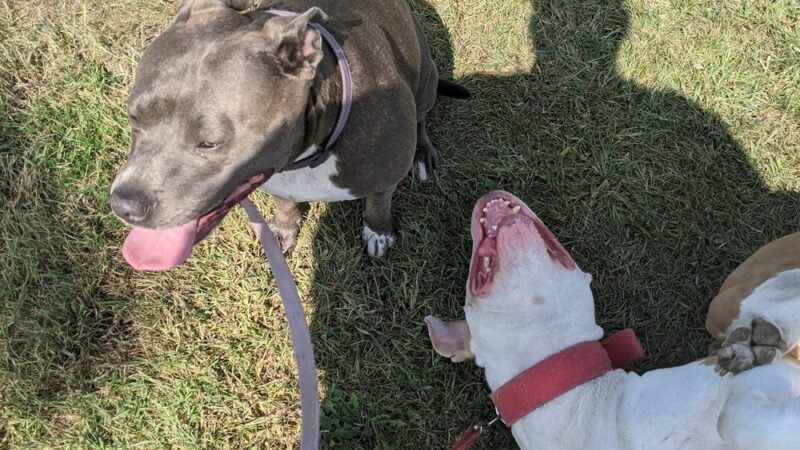 N. Owen Davies Park - Racine, WI