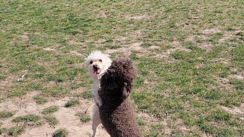 N. Owen Davies Park - Racine, WI