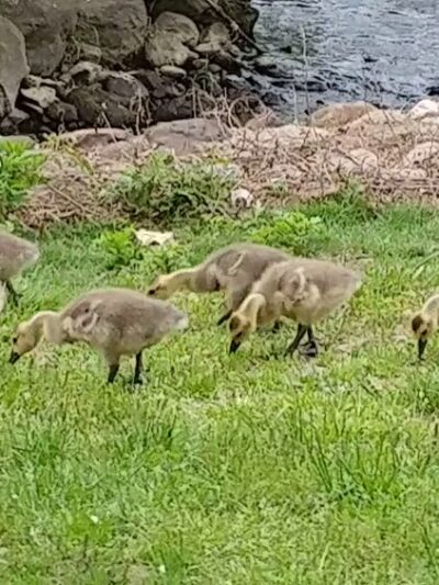Milton Lake Park - Rahway, NJ