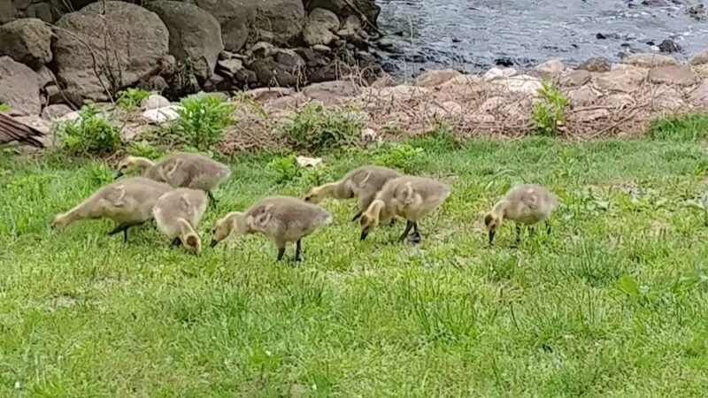 Milton Lake Park - Rahway, NJ