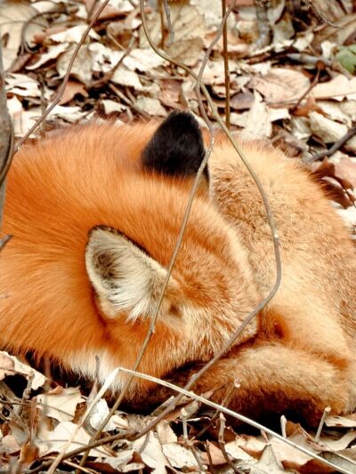 Oak Park - Ralston, NE