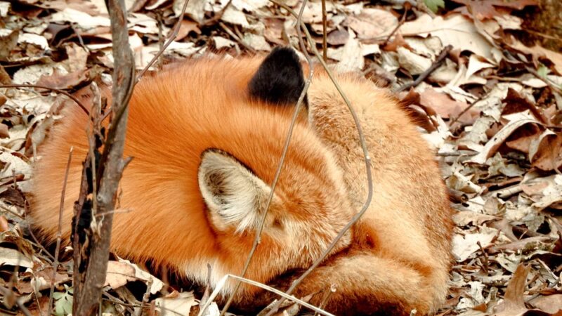 Oak Park - Ralston, NE