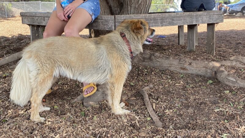 Rancho Caninos Dog Park - Rancho Palos Verdes, CA