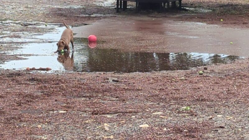 Rancho Caninos Dog Park - Rancho Palos Verdes, CA
