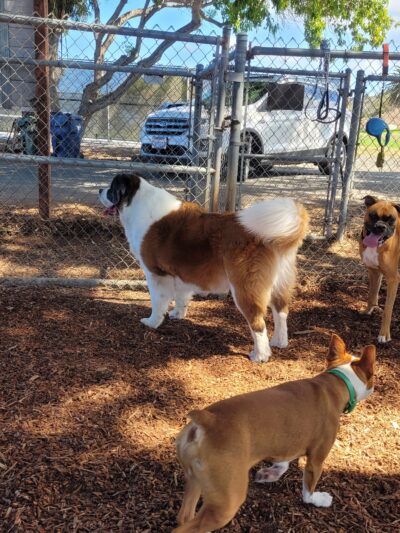 Rancho Caninos Dog Park - Rancho Palos Verdes, CA