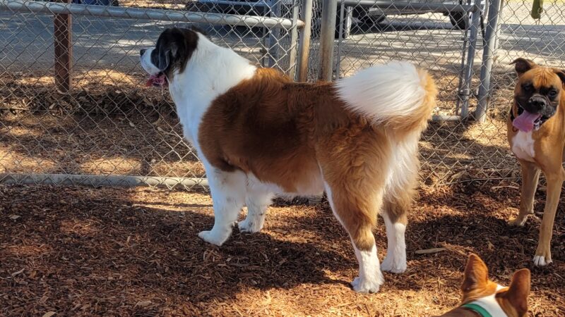 Rancho Caninos Dog Park - Rancho Palos Verdes, CA