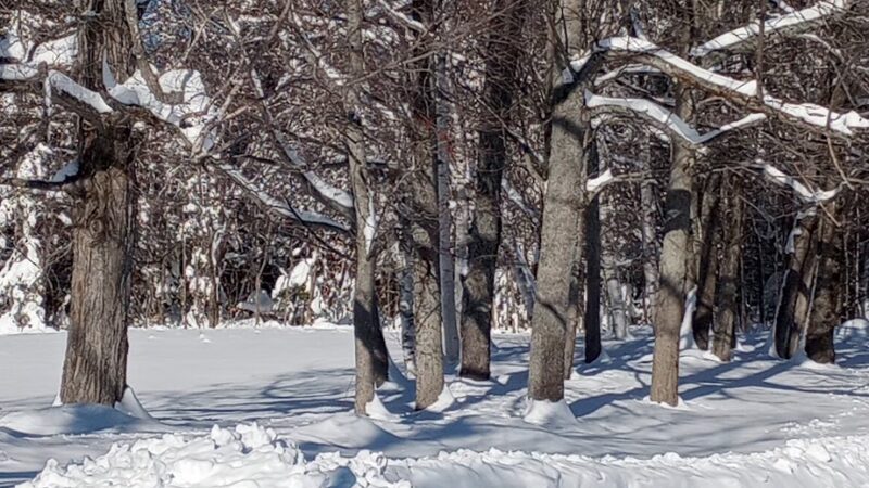 Ice Gulch Path Trailhead - Randolph, NH