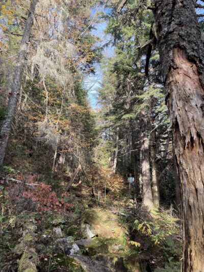 Mount Crescent Trailhead - Randolph, NH
