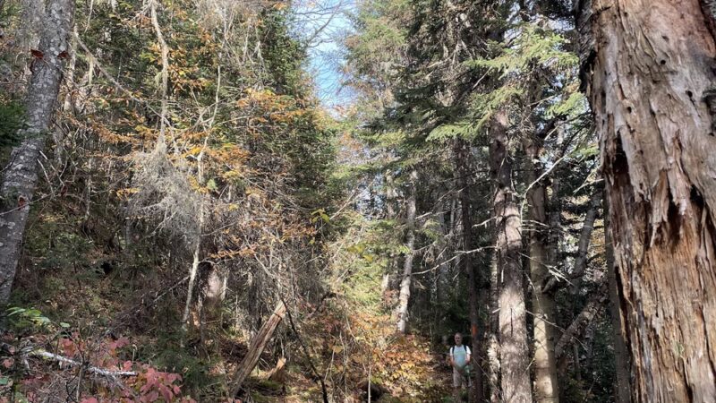 Mount Crescent Trailhead - Randolph, NH