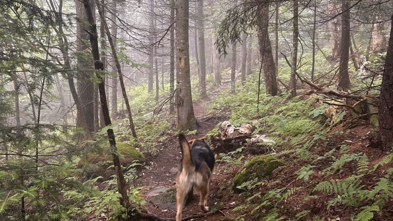 Pine Mountain Trailhead - Randolph, NH