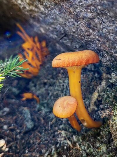 Randolph East Trailhead - Randolph, NH