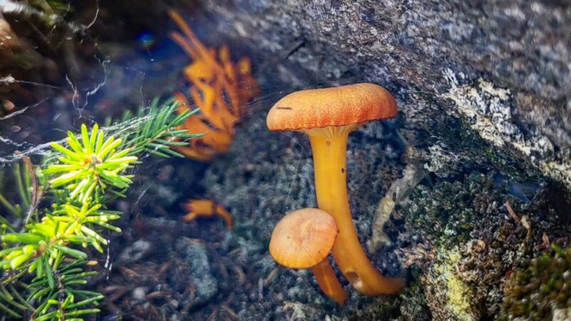 Randolph East Trailhead - Randolph, NH
