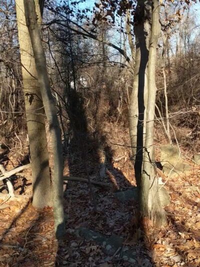 Cohn Farm - Randolph, NJ