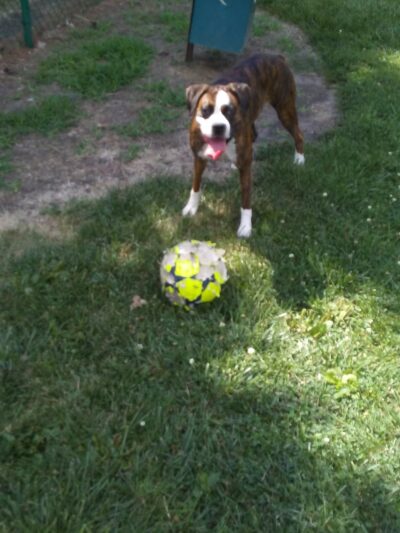 Dog Park - Rantoul, IL