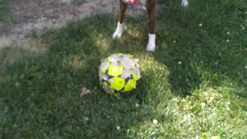 Dog Park - Rantoul, IL