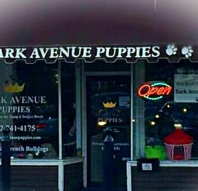 Bark Avenue Puppies - Red Bank, NJ