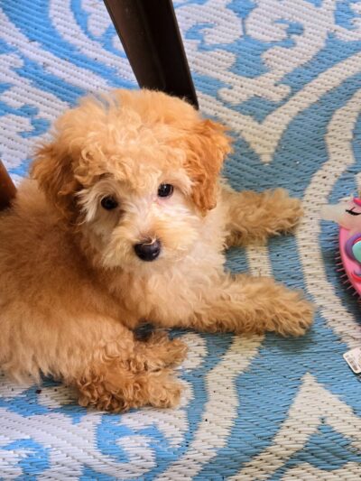 Bark Avenue Puppies - Red Bank, NJ