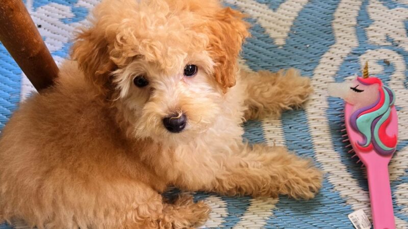 Bark Avenue Puppies - Red Bank, NJ