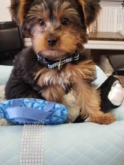 Bark Avenue Puppies - Red Bank, NJ