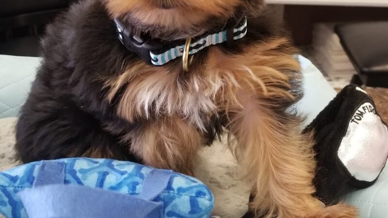 Bark Avenue Puppies - Red Bank, NJ
