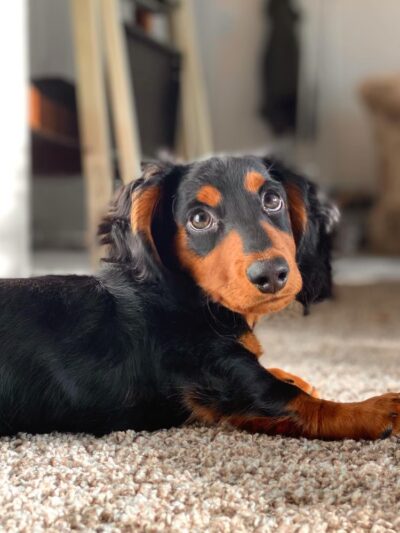 Bark Avenue Puppies - Red Bank, NJ