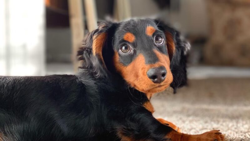 Bark Avenue Puppies - Red Bank, NJ