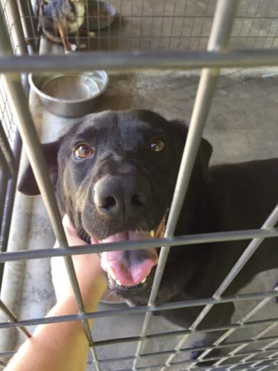 Home Free Animal Rescue - Red Bank, NJ