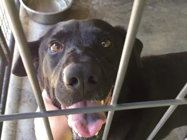 Home Free Animal Rescue - Red Bank, NJ