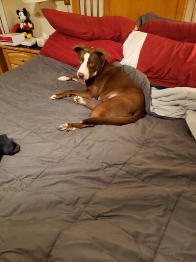 Home Free Animal Rescue - Red Bank, NJ