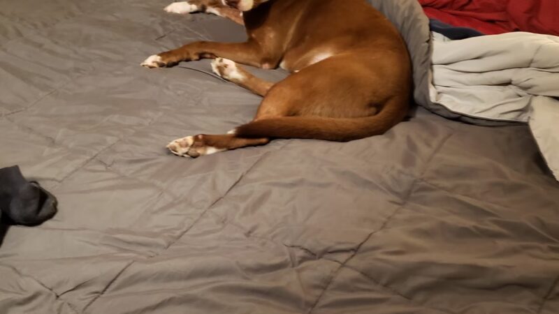 Home Free Animal Rescue - Red Bank, NJ