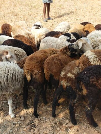 Home Free Animal Rescue - Red Bank, NJ