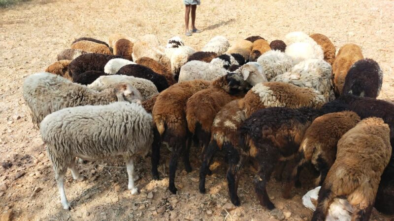 Home Free Animal Rescue - Red Bank, NJ