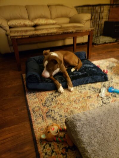 Home Free Animal Rescue - Red Bank, NJ