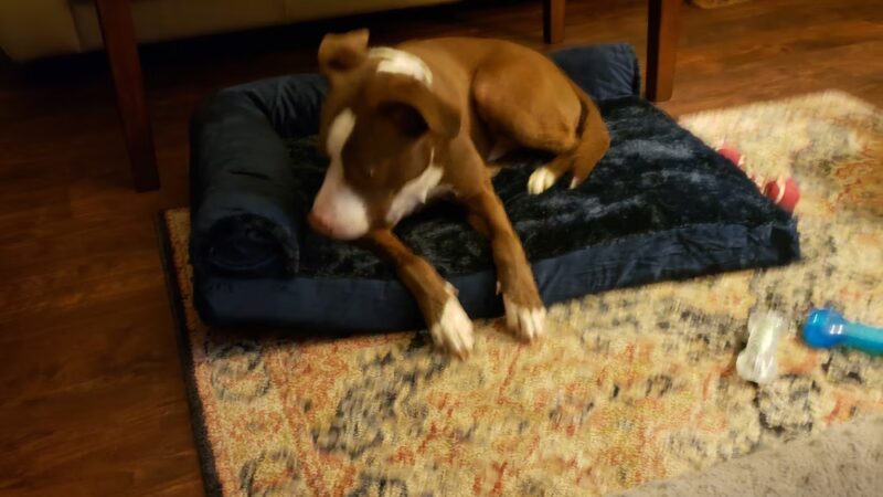 Home Free Animal Rescue - Red Bank, NJ