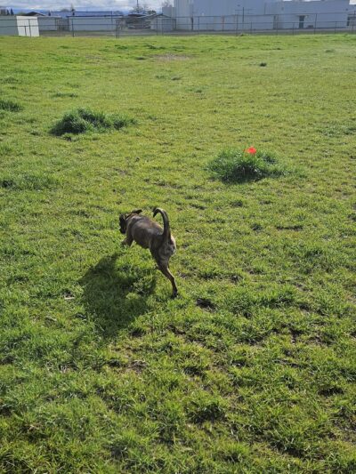Sher wintle memorial dog park - Red Bluff, CA