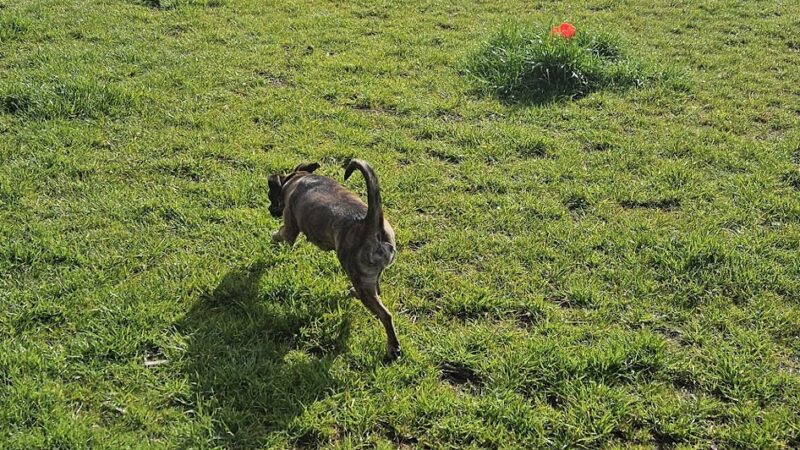 Sher wintle memorial dog park - Red Bluff, CA
