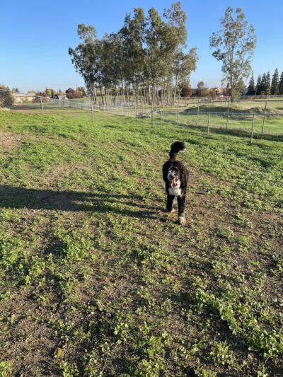 Sher wintle memorial dog park - Red Bluff, CA