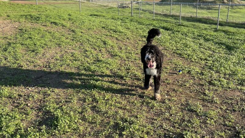 Sher wintle memorial dog park - Red Bluff, CA