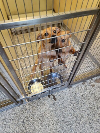 Putnam County Animal Shelter - Red House, WV