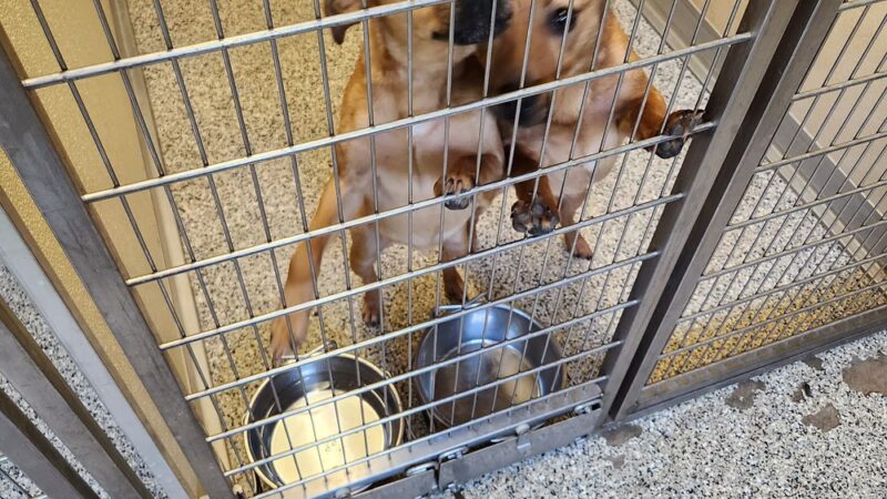 Putnam County Animal Shelter - Red House, WV