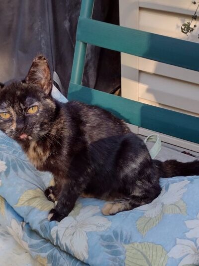 Putnam County Animal Shelter - Red House, WV