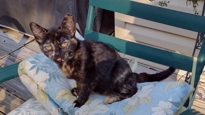 Putnam County Animal Shelter - Red House, WV