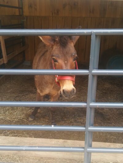 Putnam County Animal Shelter - Red House, WV