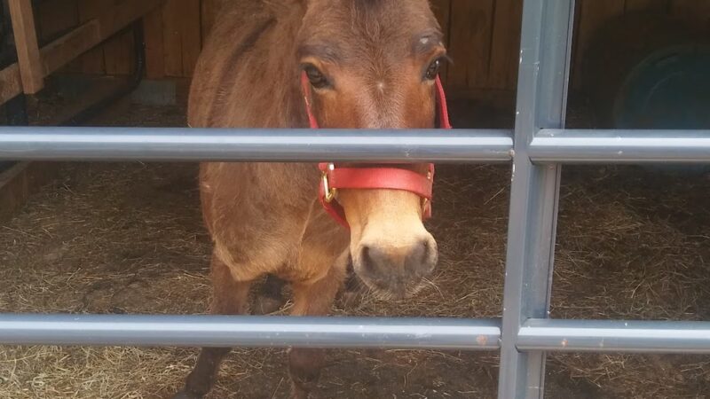Putnam County Animal Shelter - Red House, WV