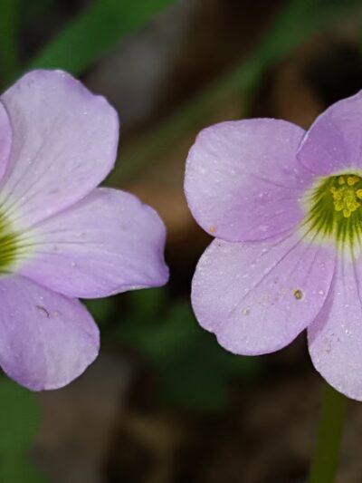 Walter Nature Park - Red House, WV