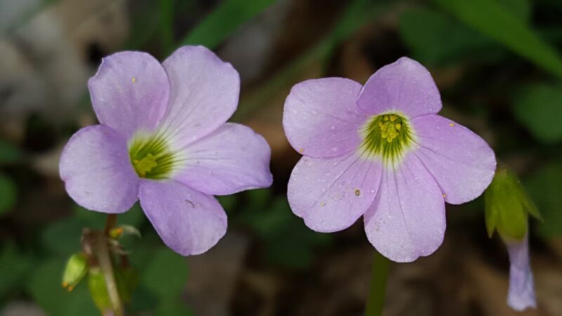 Walter Nature Park - Red House, WV