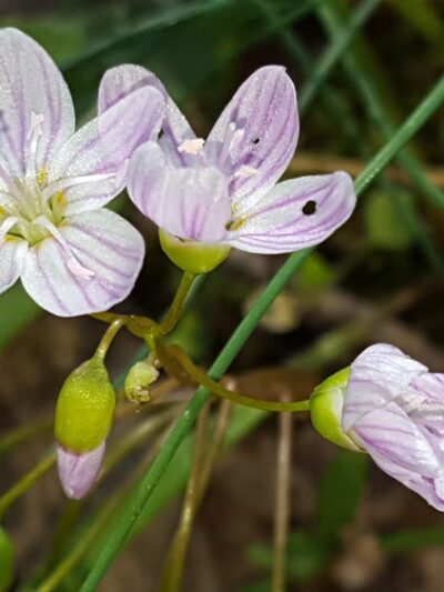 Walter Nature Park - Red House, WV