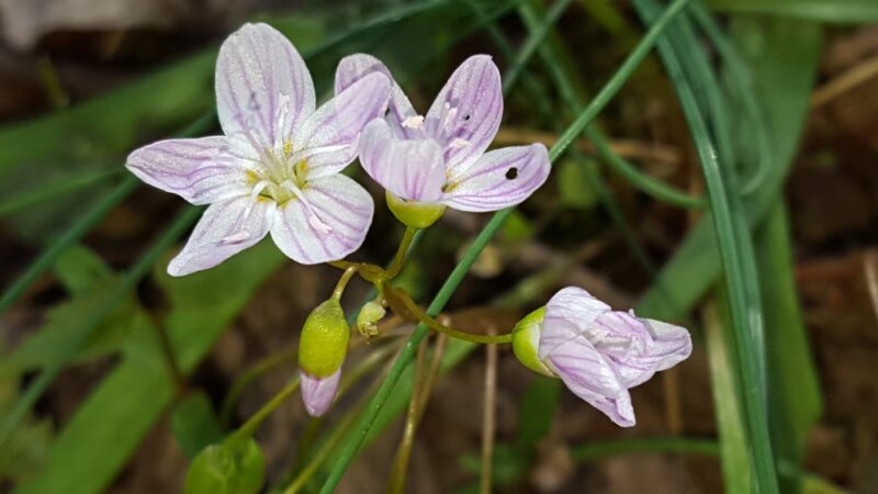 Walter Nature Park - Red House, WV