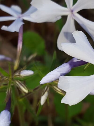 Walter Nature Park - Red House, WV